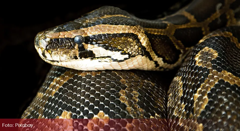 Boa constrictor zmija .webp